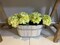 Green Hydrangea Flower Bush - 7 Bloom Heads, Lifelike Silk Flowers, Perfect for Bouquets, Centerpieces & Home Décor - Spring & Wedding Accents, Floral Home by Artificial Flowers